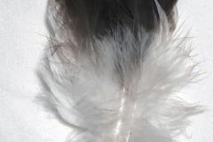 040-barrette-with-feathers
